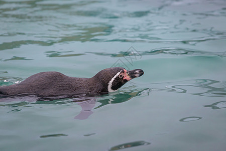 企鹅游泳荒野池塘水池蓝色水族馆白色野生动物黑色乐趣动物园图片