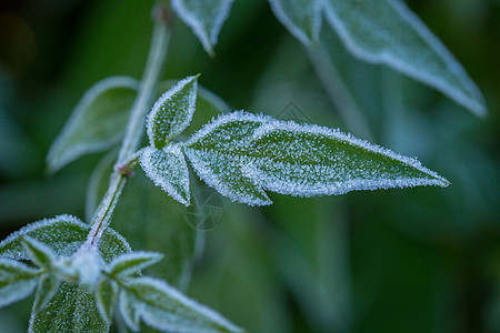 绿叶上的Hoar Frost花园水晶白色冻结磨砂乡村树叶绿色白霜天气图片