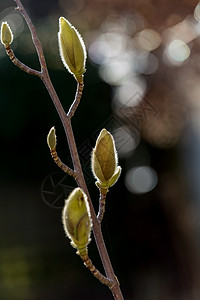 冬末阳光下生长的马格兰花芽园艺植物叶子脆弱性玉兰绿色背景区系晴天花园图片