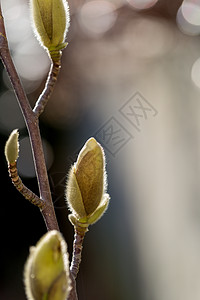 冬末阳光下生长的马格兰花芽花蕾园艺叶子背景植物区系玉兰脆弱性绿色花园图片