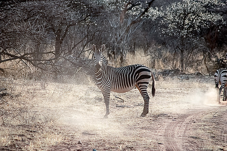 纳米比亚的伯切尔斑马旅游斑马灰尘动物荒野公园团体游戏衬套条纹图片
