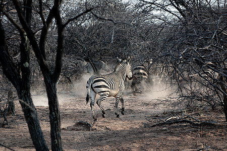 纳米比亚的伯切尔斑马荒野野生动物旅游大草原公园斑马游戏跑步灰尘衬套图片
