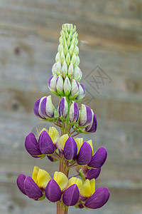 紫色和黄色月光曼哈顿灯花花朵植物英语紫黄色花园花头展示花瓣园艺住宅图片