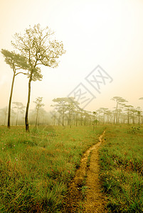 乌塔拉迪Phu Soi Dao国家公园喷雾阳光环境云杉场景踪迹木头小路公园植物太阳图片