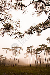 乌塔拉迪Phu Soi Dao国家公园喷雾公园薄雾树干故事云杉环境山毛榉季节荒野松树图片