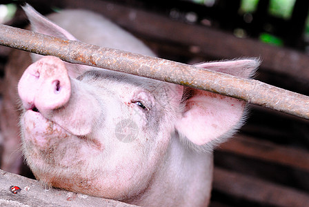 小型养猪小农场熏肉农业养猪场家畜公猪矩阵项目家庭团体牧场图片