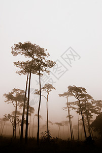 乌塔拉迪Phu Soi Dao国家公园喷雾生长踪迹木头环境阳光小路荒野薄雾公园太阳图片
