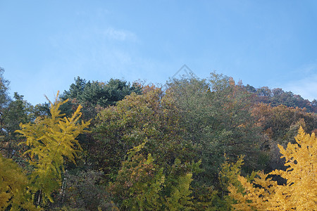 公园树木上多彩的叶子树叶绿色红色橙子黄色农村风景环境旅行森林图片