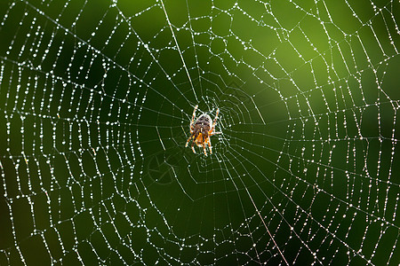 湿 Web 上的蜘蛛图片