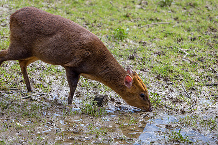 Reeve暴风雨棕色哺乳动物动物群麂子场地草食性动物荒野食草成人图片