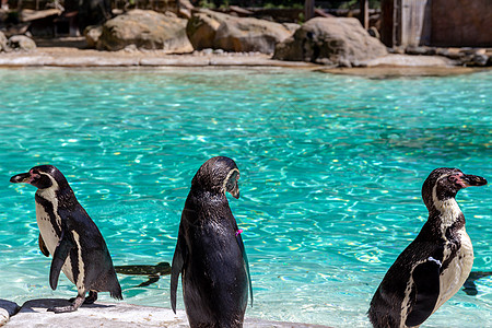 Humboldt企鹅情调海洋黑色哺乳动物脊椎动物动物动物园濒危野生动物白色图片