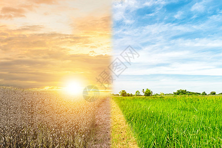 生态概念环境变化树森林干旱和森林更新世界地球生活观念植物行星插图蓝色活力季节图片