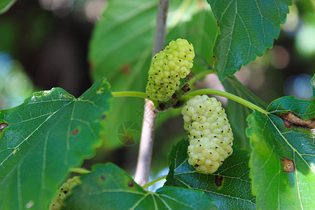 在树枝上贴近成熟和未熟白莓的果实 摩鲁斯·阿尔巴(Morus alba)是白色橘子图片