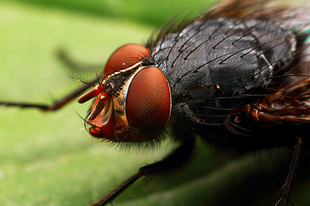 红眼睛飞翔 小昆虫巨型 普通的绿瓶子苍蝇是在世界大部分地区发现的一种吹风虫生物学眼睛荒野螳螂动物群头发生活鼻涕虫甲虫蜂蜜图片