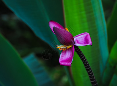 池塘水中的粉色莲花植物群花园热带白色植物绿色美丽植物学叶子花瓣图片