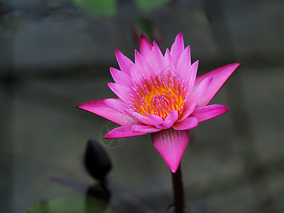 池塘水中的粉色莲花绿色花瓣植物群热带白色植物叶子花园荷花图片