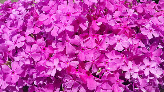 近距离观看阳光下的几朵粉红色花朵和粉红花瓣番薯美丽荣耀粉色叶子花园植物绿色藤蔓图片
