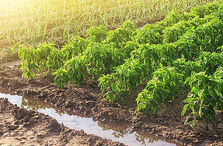 甜椒和韭葱的种植园 在农田种植有机食品蔬菜 农业企业和农业 栽培和照料种植园 增效下乡图片
