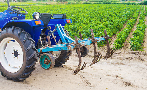 蓝色拖拉机与辣椒种植园中的耕种机犁 农业 农业 农业领域的耕种 耕地 农业设备和技术运输图片