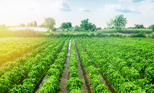 雨后的红辣椒种植园 农业 种田 在农业产业种植蔬菜 有机食品 农田 新鲜的绿色蔬菜 植物生长 农学图片