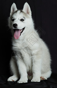 小西伯利亚胡斯基小狗 白色和黑色哺乳动物动物工作室朋友灰色婴儿犬类眼睛说谎图片
