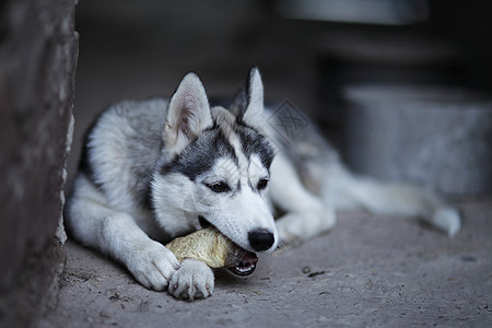 小西伯利亚胡斯基小狗 白色和黑色工作室说谎朋友灰色犬类哺乳动物眼睛动物婴儿图片