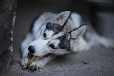 小西伯利亚胡斯基小狗 白色和黑色灰色哺乳动物朋友动物犬类说谎眼睛婴儿工作室图片