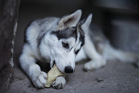 小西伯利亚胡斯基小狗 白色和黑色犬类灰色婴儿工作室朋友说谎眼睛哺乳动物动物图片