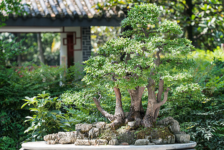 中国对游荡背景的邦赛语图片