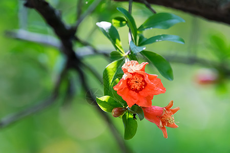 红色麦芽光谱花朵 中国蟹片艺术枝条叶子樱花奇观李子季节花瓣植物群植物图片