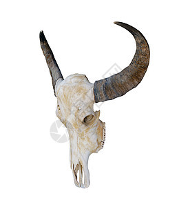 牛头骨 头牛头骨 白色背景上有角 头骨角喇叭死亡驾驶农村骨骼水牛长角牛荒野艺术衰变图片