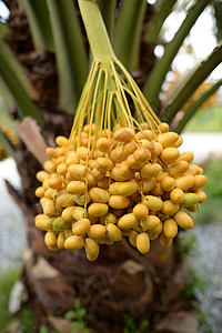 椰枣黄果热带农业椭圆季节花园种植园棕榈黄色食物沙漠图片