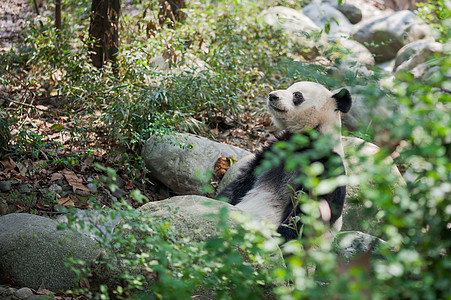 巨型熊猫躺在森林中的岩石上图片