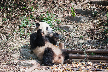 巨熊熊猫坐下来吃竹子图片