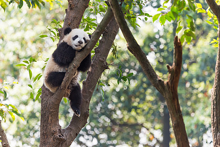 熊猫睡在树上图片
