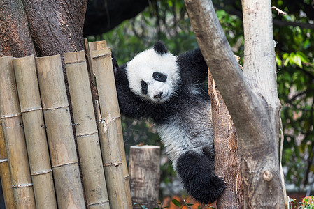熊猫熊猫在树上玩耍公园毛皮白色食肉黑色旅行森林幼兽荒野哺乳动物图片