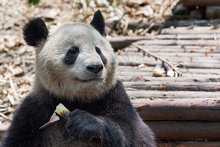 巨熊熊猫吃竹子紧闭旅行动物野生动物公园动物群濒危食物食肉森林毛皮图片