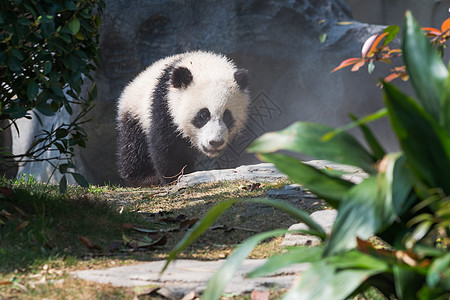 熊猫在阳光中行走图片