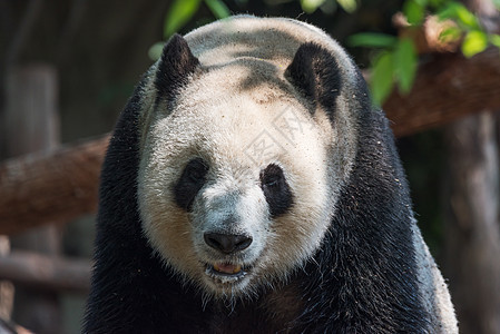 巨型熊猫头目在中国的特拍图片