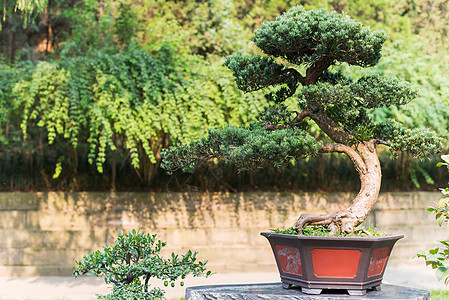 石头上锅里的邦赛树生长艺术植物学文化花园植物爱好树干叶子阳光图片