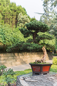 石头上锅里的邦赛树花园艺术树干植物木头文化园艺阳光植物学爱好图片