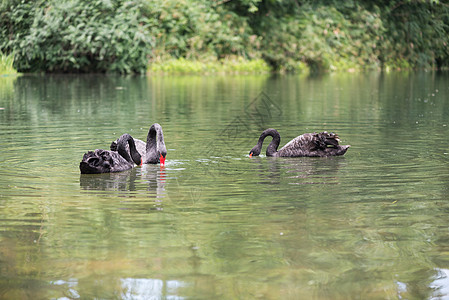 湖中三只黑天鹅图片