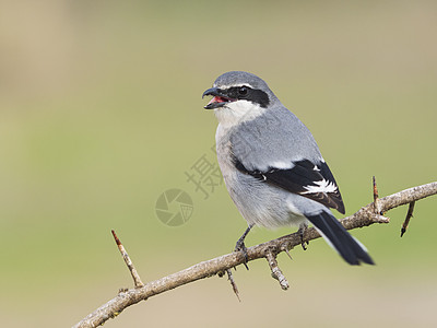 伊比里亚灰色尖叫灰色荒野食肉野生动物鸟类纵向羽毛动物捕食者图片
