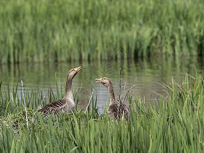 灰岩鹅羽毛动物鸟类野生动物荒野水池图片