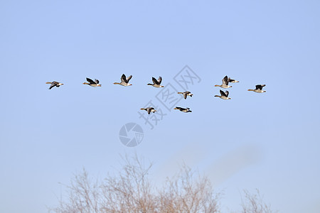 灰岩鹅羽毛水池野生动物动物鸟类荒野图片