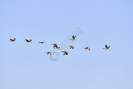 灰岩鹅羽毛鸟类动物荒野水池野生动物图片