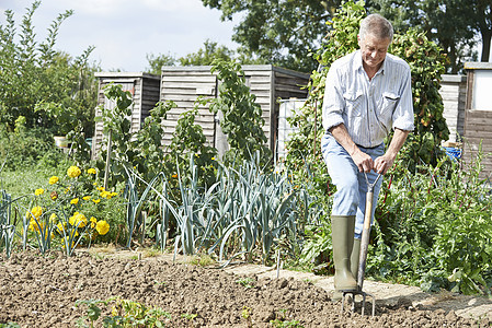 高级男子挖掘蔬菜配给补丁园艺退休工作微笑爱好花园园丁生长男人男性图片