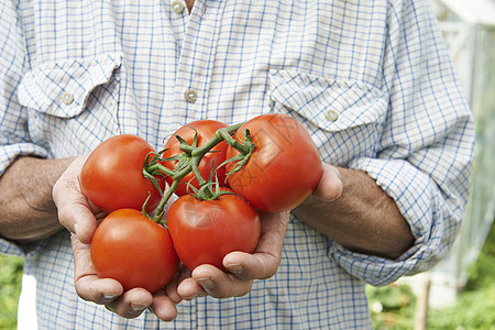 近距离的男子持家家庭种植番茄图片