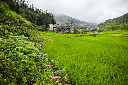 山上绿稻田土壤房子园艺旅行阳台地球农场地面村庄天空图片