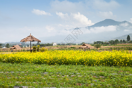 位于山前花园的绿草上方黄色花朵(黄花)图片